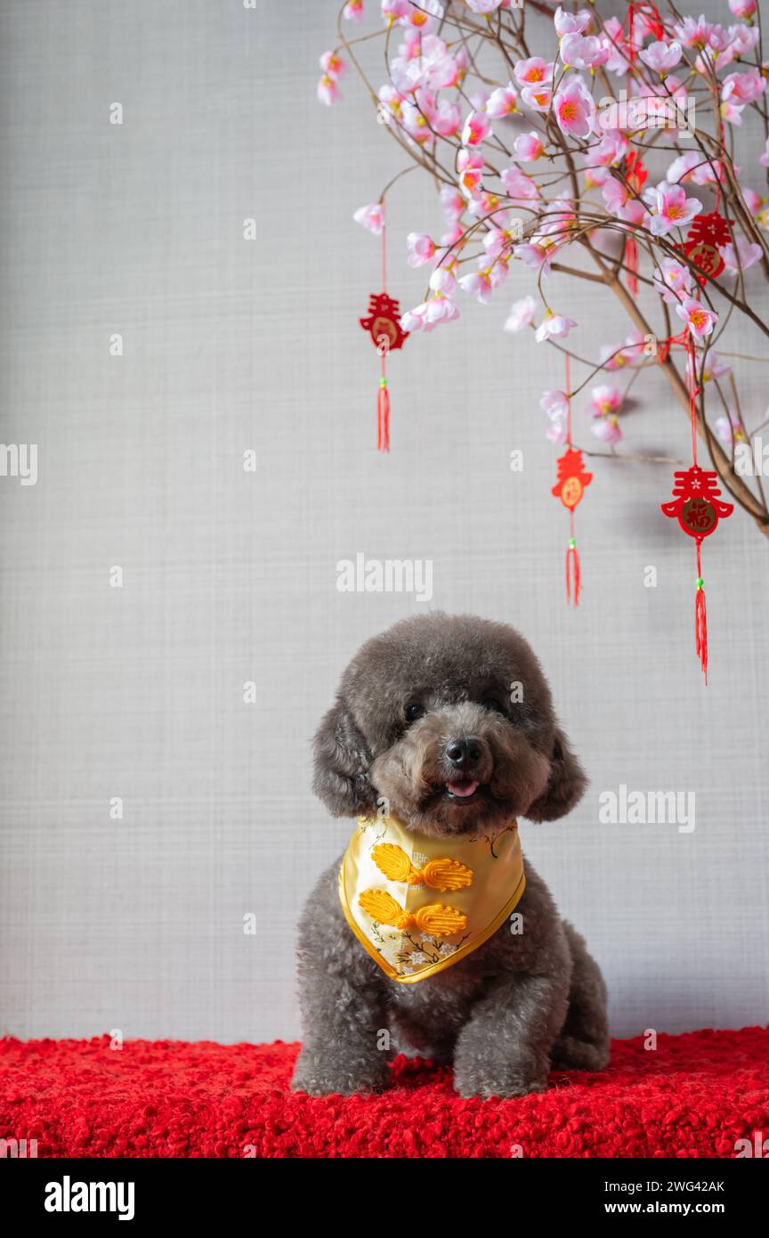 Adorable chien caniche noir portant le collier du nouvel an chinois avec pendentif suspendu (mot signifie bénédiction) avec fleur de cerisier rose sur le sol en tissu rouge. Banque D'Images