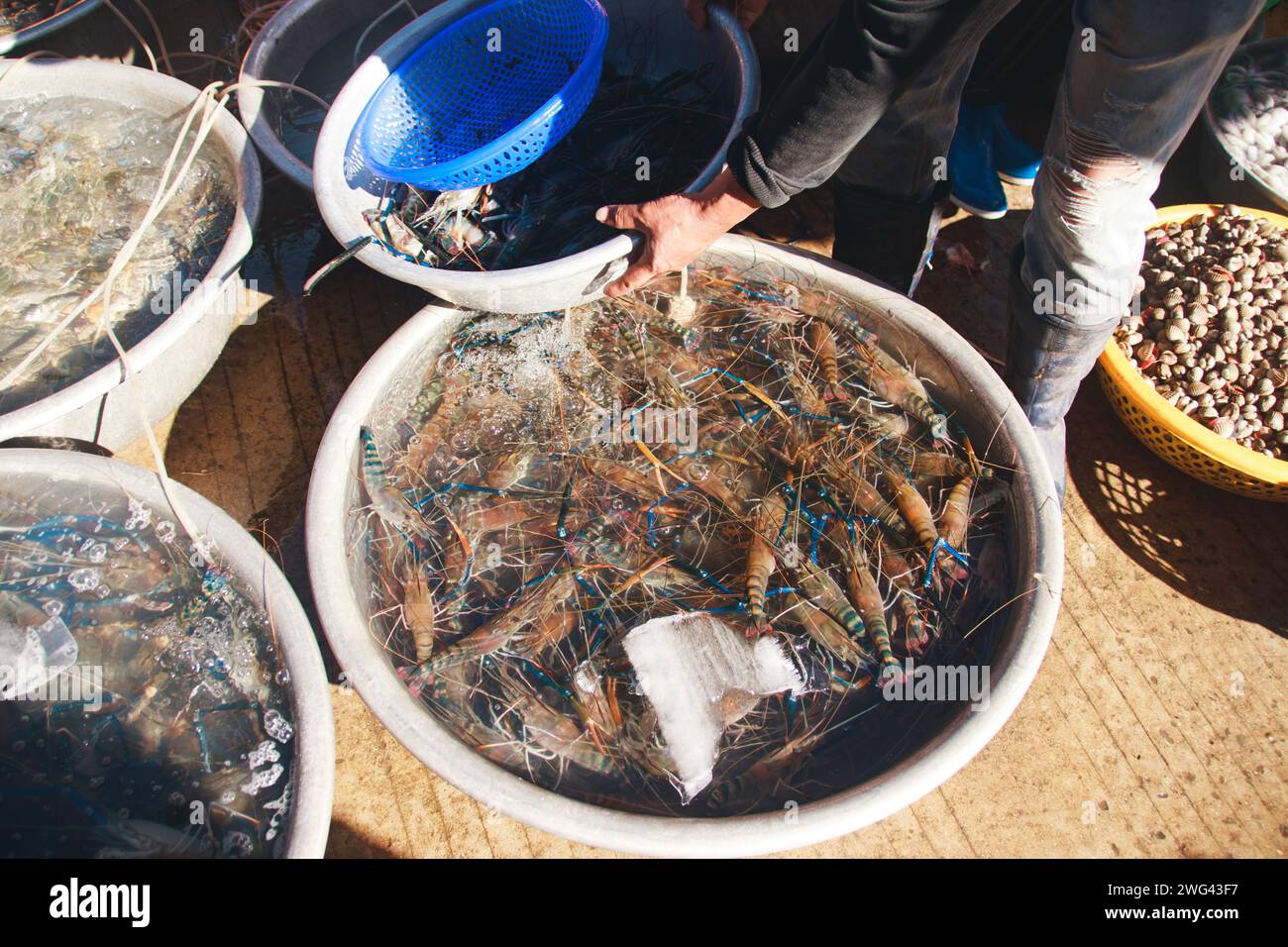 Vue aérienne d'un vendeur vendant des crevettes fraîches vivantes et des crevettes dans le marché humide traditionnel local de Samaki à Kampot Cambodge, moment authentique et sincère Banque D'Images