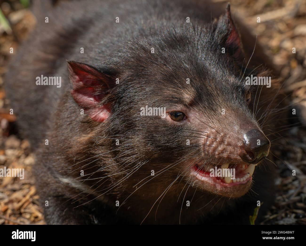 Diable de Tasmanie, Sarcophilus harrisii, reposant dans la chaleur de midi. Tasmanie. Banque D'Images