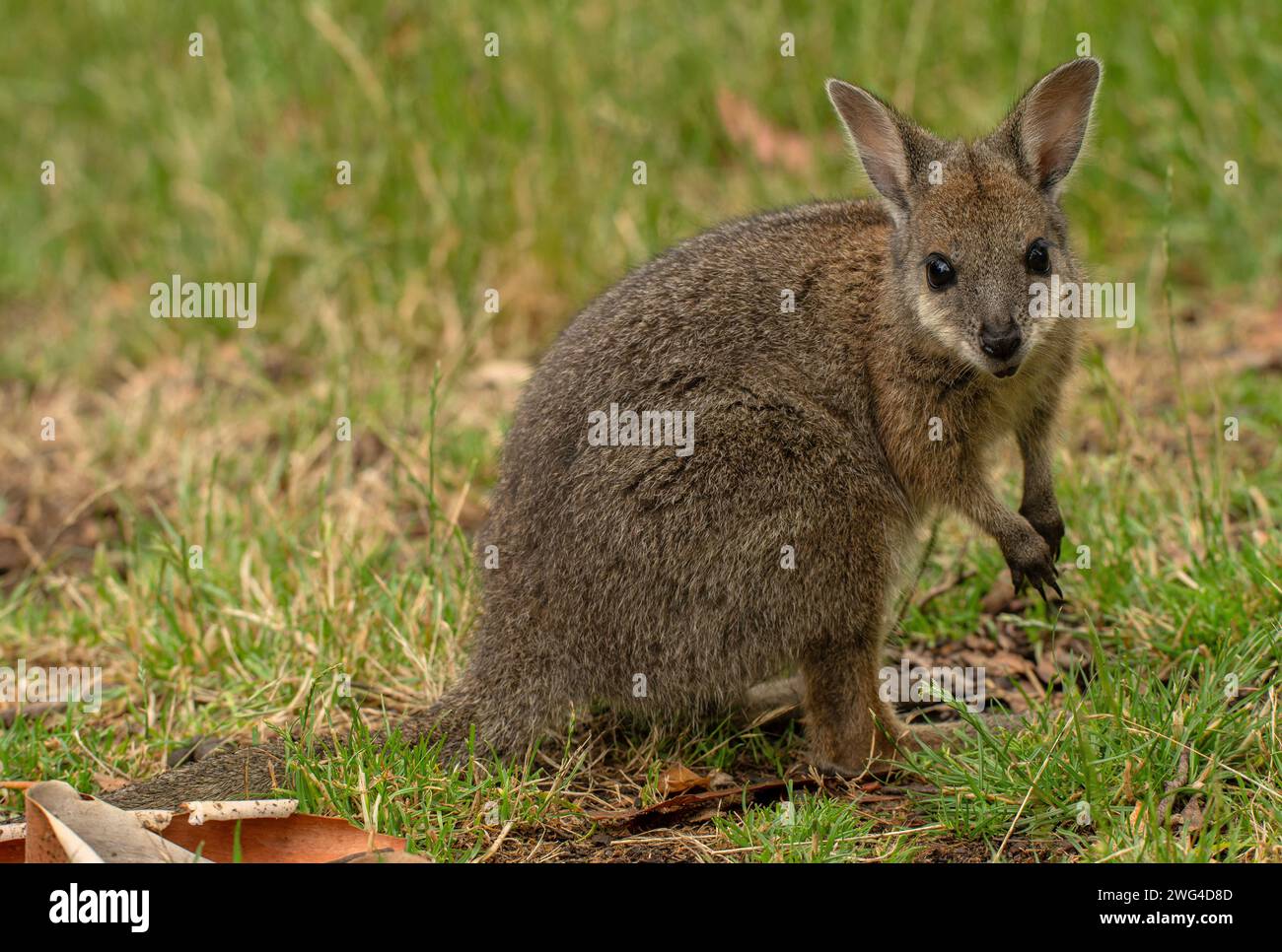 Jeune wallaby marécageux, Wallabia bicolor, se nourrissant dans les prairies. Banque D'Images