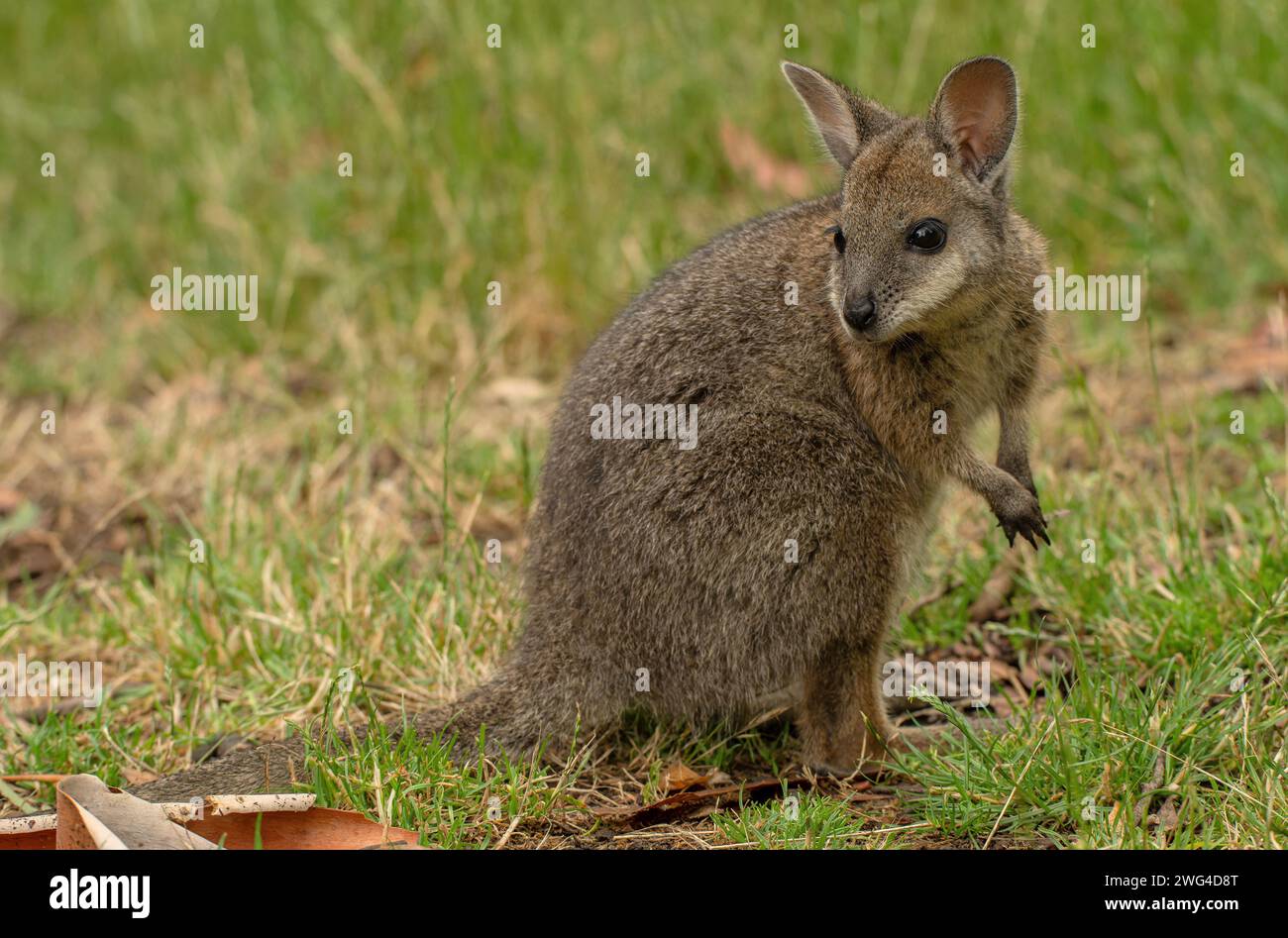 Jeune wallaby marécageux, Wallabia bicolor, se nourrissant dans les prairies. Banque D'Images