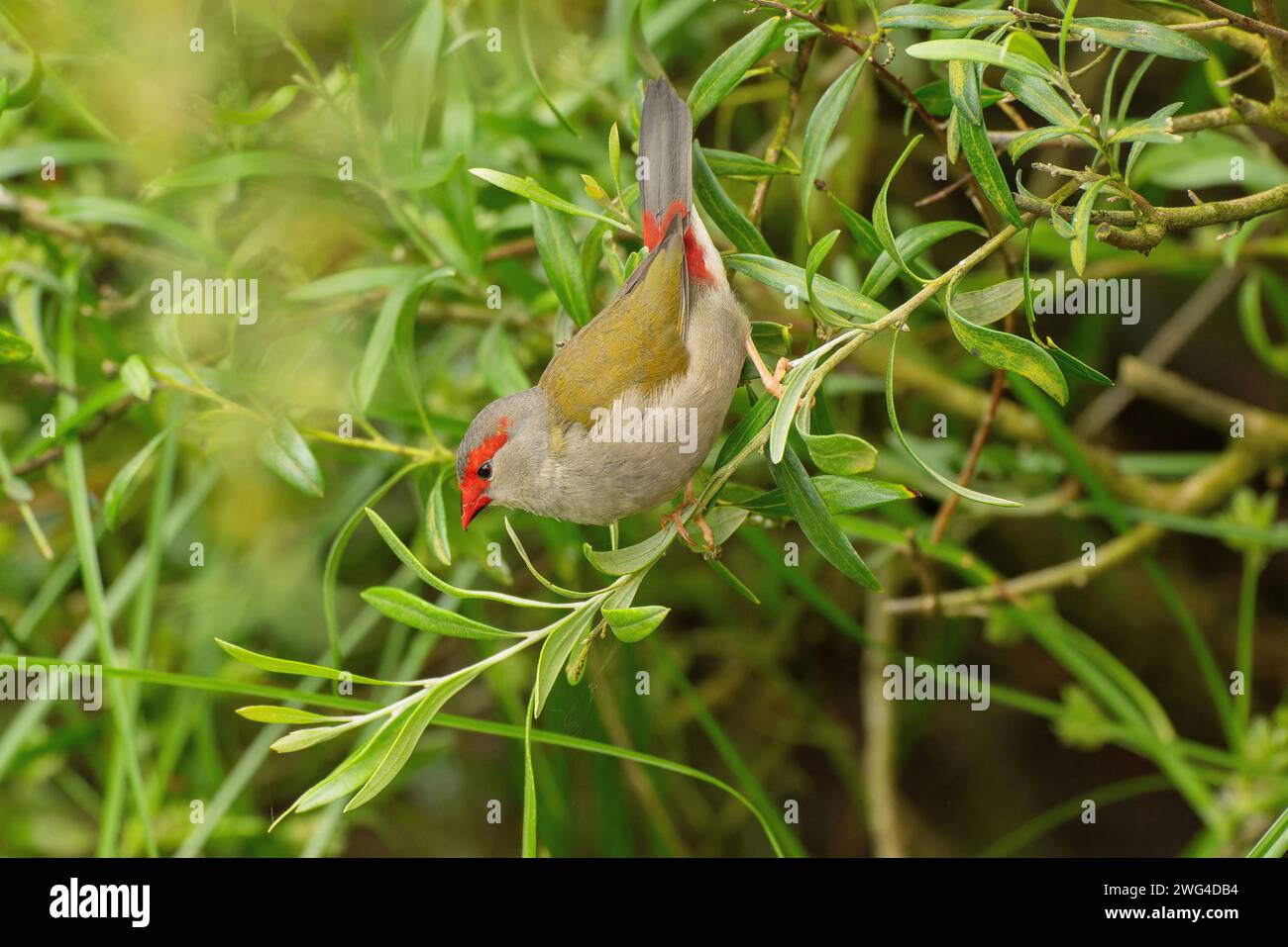 finch roux, Neochmia temporalis, se nourrissant sur la branche. Banque D'Images