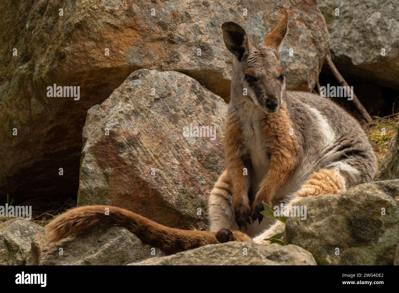 Wallaby rocheux à pieds jaunes, Petrogale xanthopus, sur une pente rocheuse en Australie méridionale. En danger. Banque D'Images