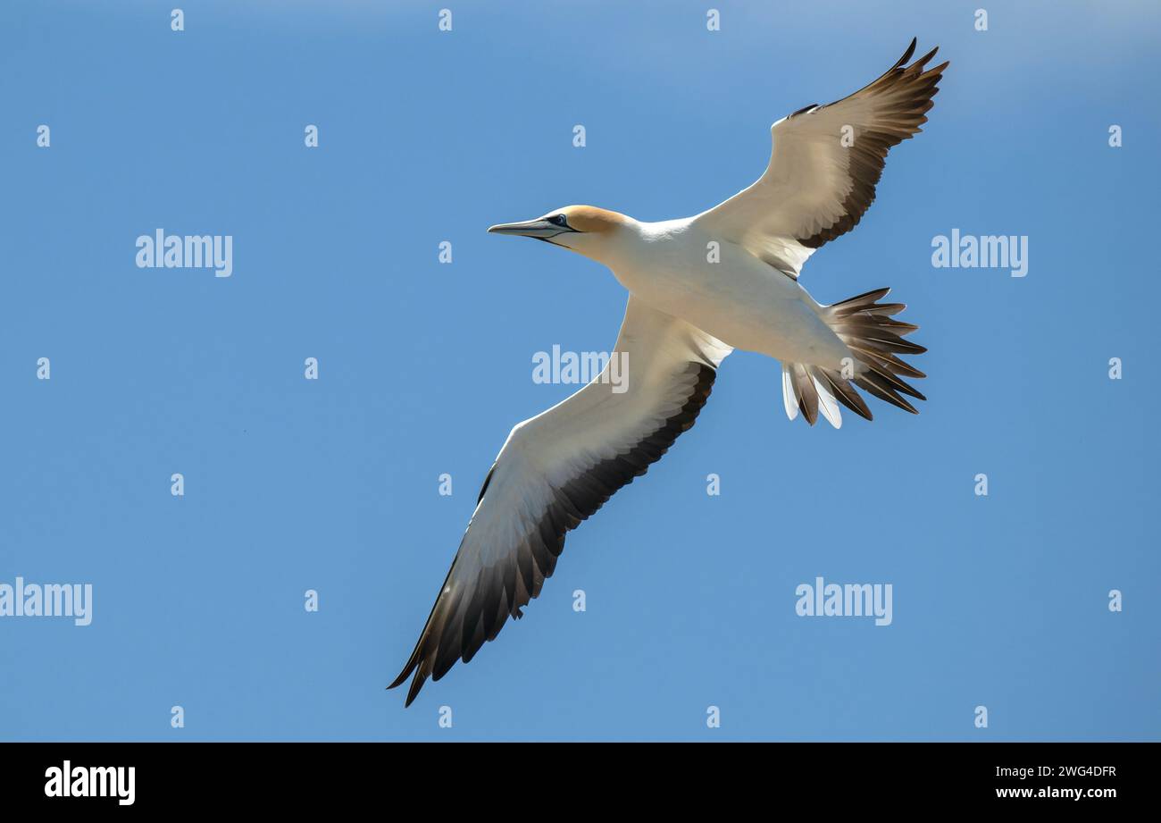 Le Gannet australasien, serrateur Morus, en vol au-dessus de la colonie de fans continentaux (Gannet Rookery) à point danger près de Portland. Victoria, Australie. Banque D'Images