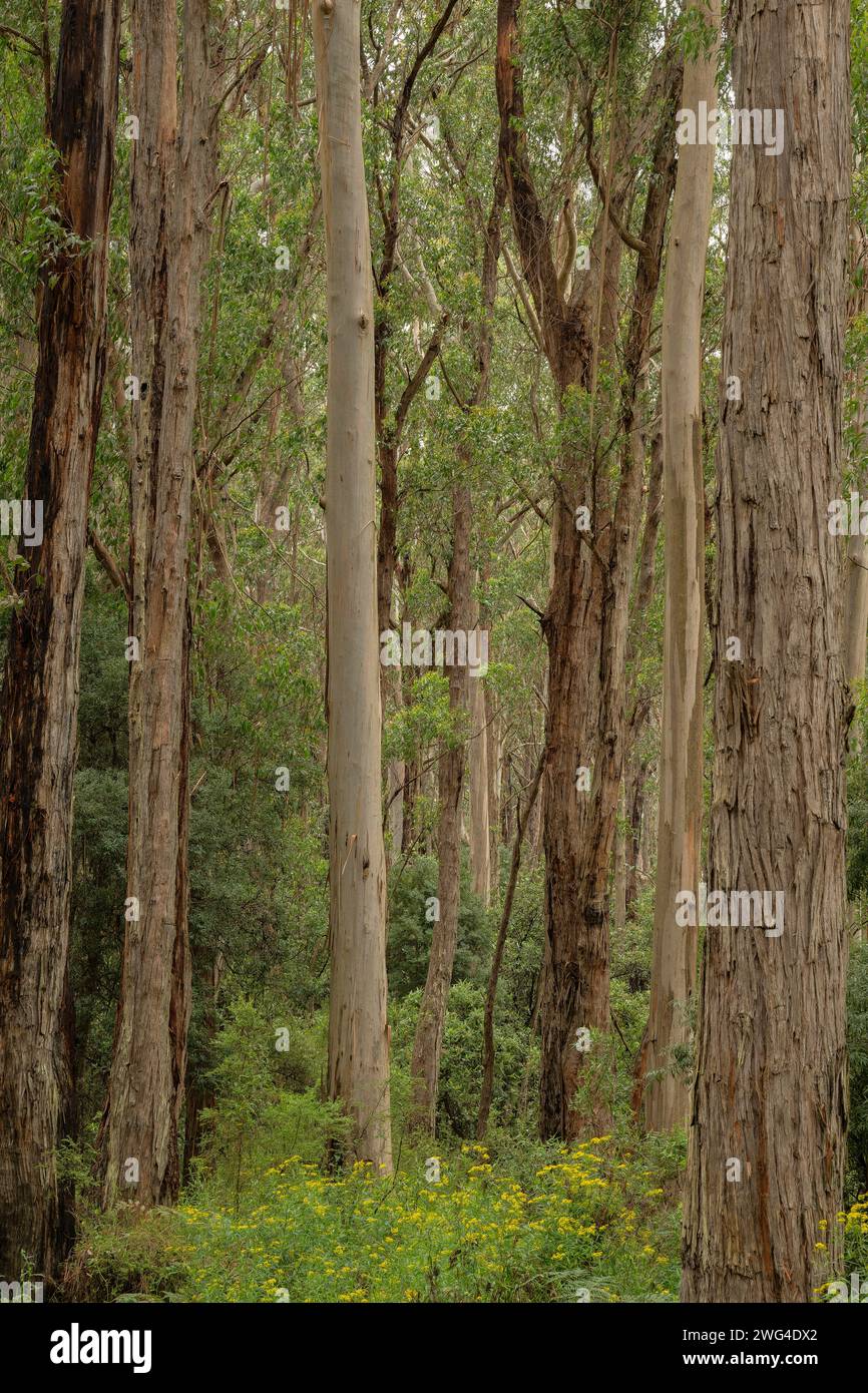 Forêt mixte d'eucalyptus dans le parc national de Port Campbell, Great Ocean Road, Victoria, Australie. Bonne zone d'alimentation Koala. Banque D'Images
