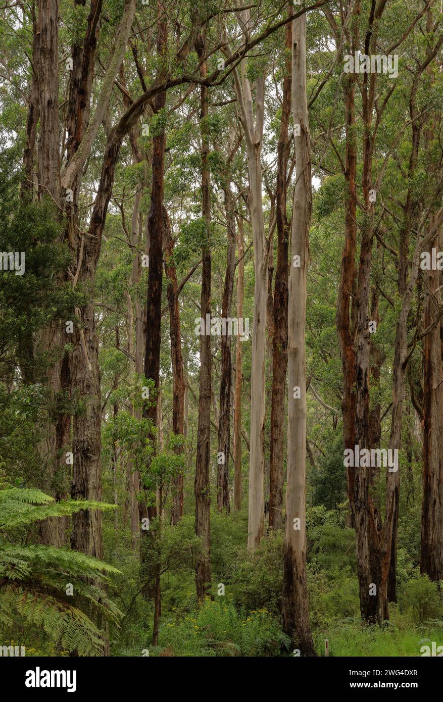 Forêt mixte d'eucalyptus dans le parc national de Port Campbell, Great Ocean Road, Victoria, Australie. Bonne zone d'alimentation Koala. Banque D'Images