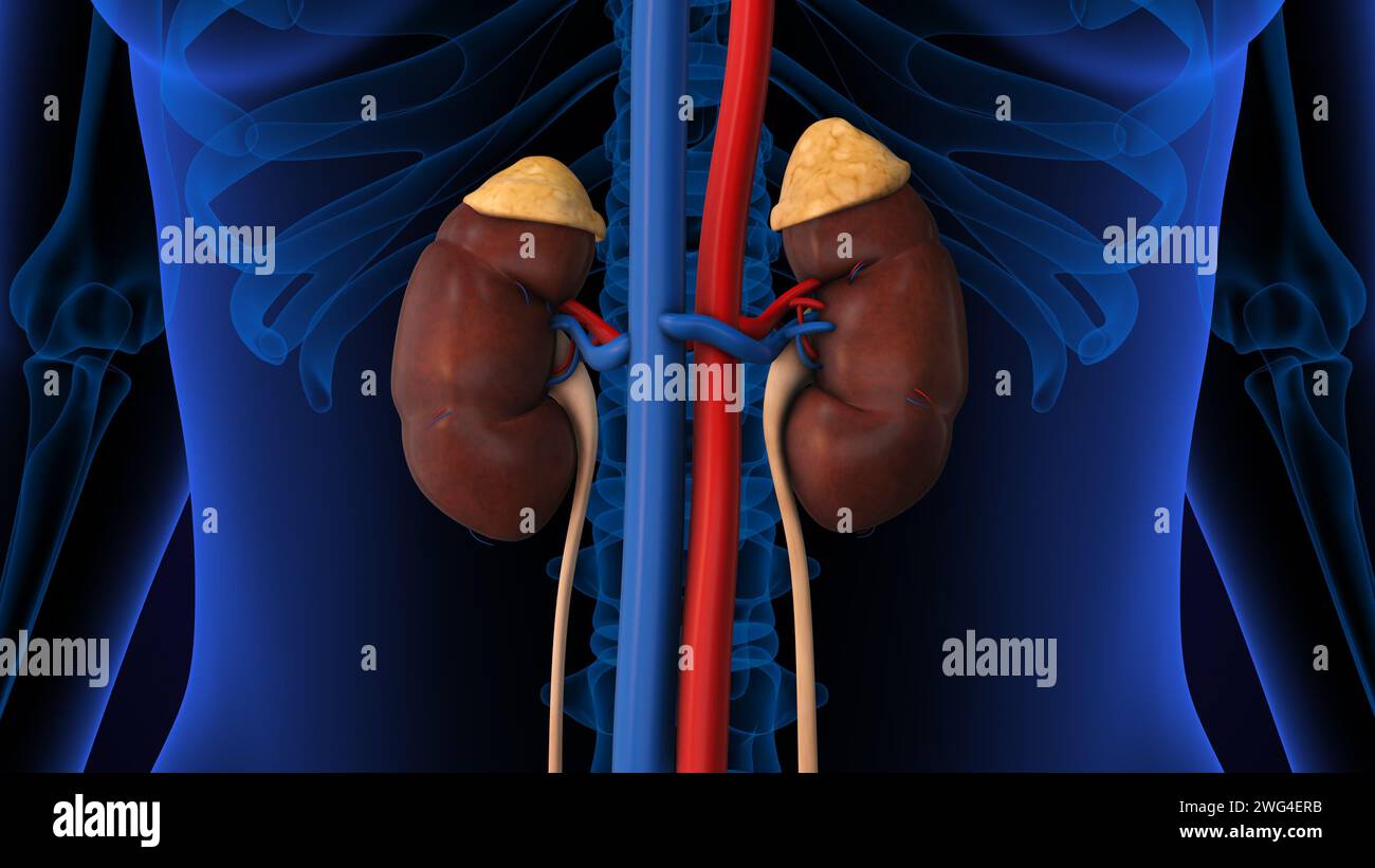 Anatomie du système rénal humain Banque D'Images