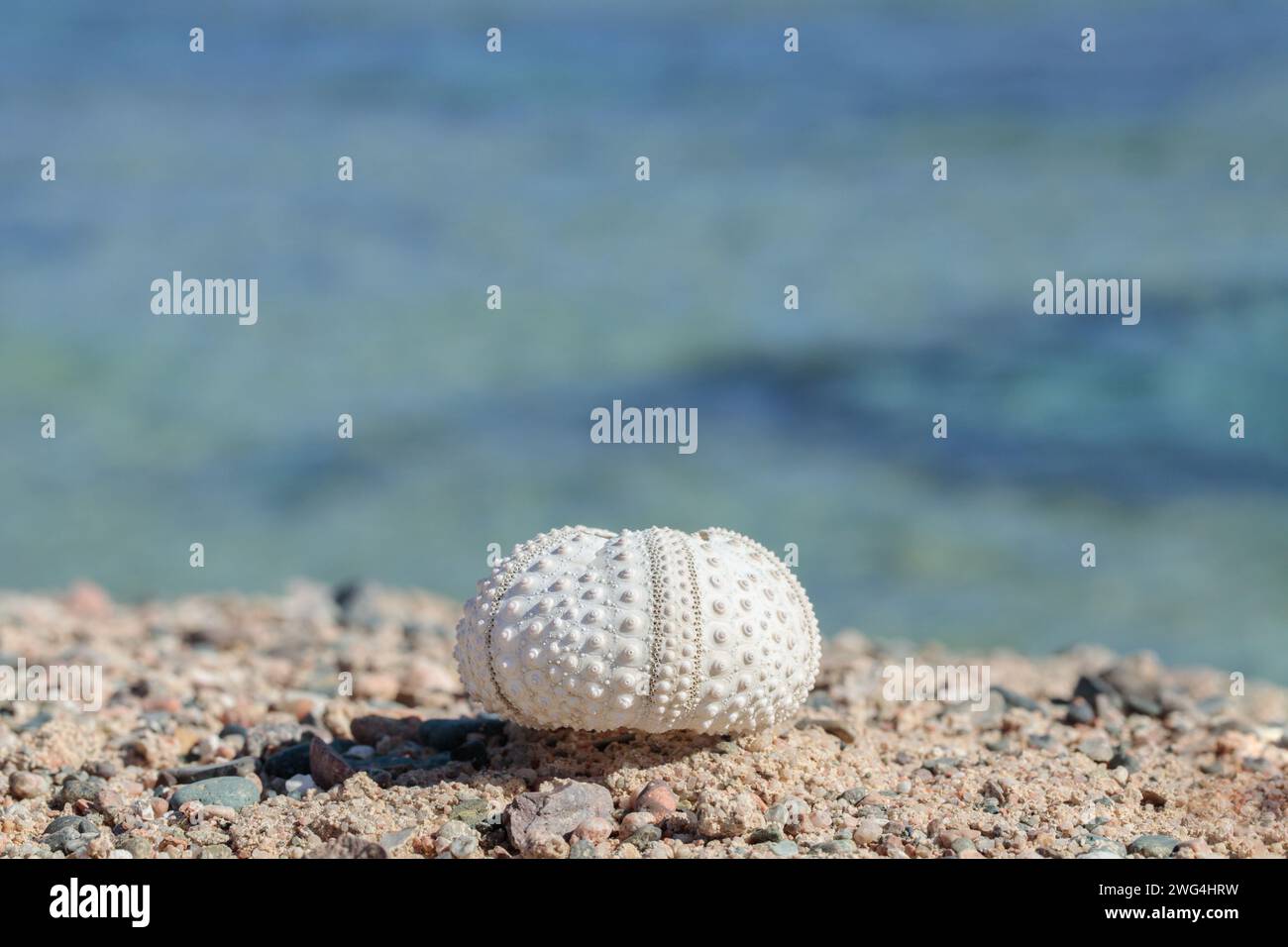 Squelette d'un oursin sur une plage pierreuse. Banque D'Images