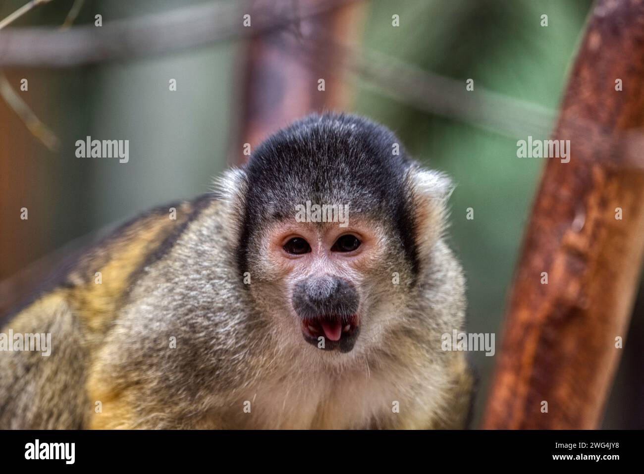Singe écureuil, Saimiri oerstedii, assis sur le tronc de l'arbre avec des feuilles vertes. Scène de la faune de la nature. Bel animal mignon. Banque D'Images
