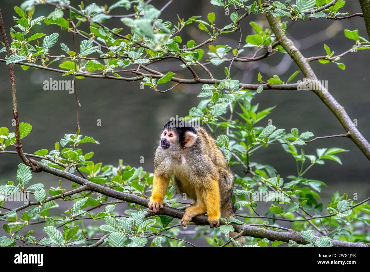 Singe écureuil, Saimiri oerstedii, assis sur le tronc de l'arbre avec des feuilles vertes. Scène de la faune de la nature. Bel animal mignon. Banque D'Images