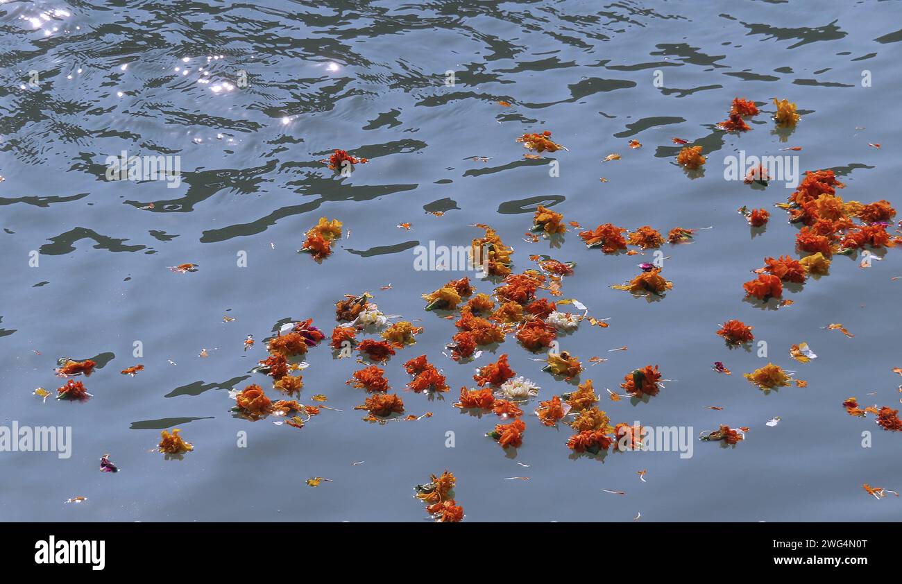 Fleurs de souci jaune et orange fraîches jetées sur l'étincelante voie navigable Rover Ganges en Inde. Offre faite par des pilgrams hindous sur les rives du Banque D'Images
