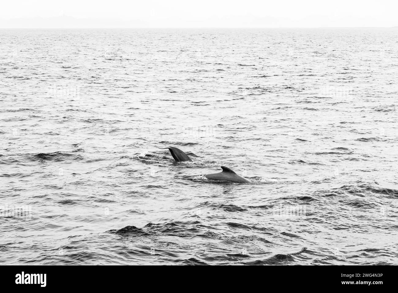 Une scène intemporelle en noir et blanc capture le doux arc de baleines pilotes au large d'Andenes, avec les îles Lofoten en toile de fond Banque D'Images