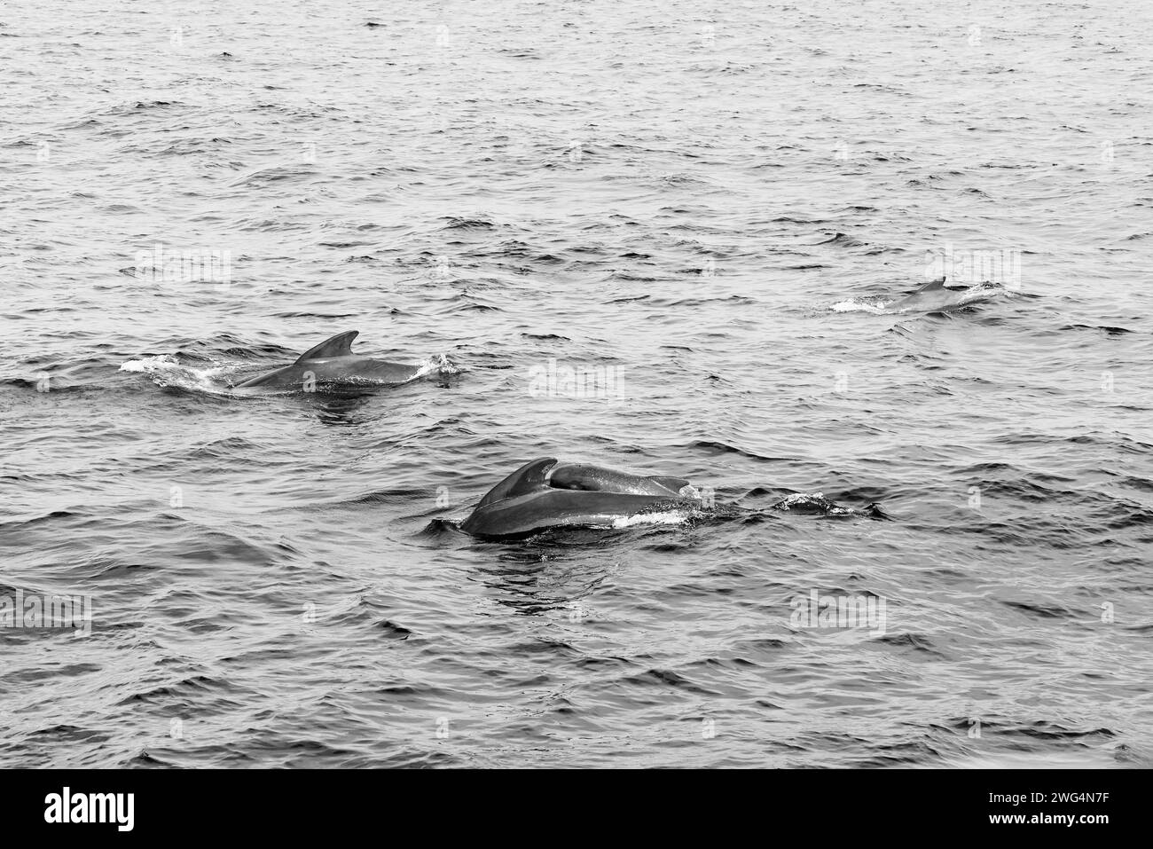 Les tons monochromatiques de la mer mettent en évidence une nacelle de baleines pilotes, avec un veau parmi eux, dans les eaux texturées au large d'Andenes, Norvège photo vintage Banque D'Images