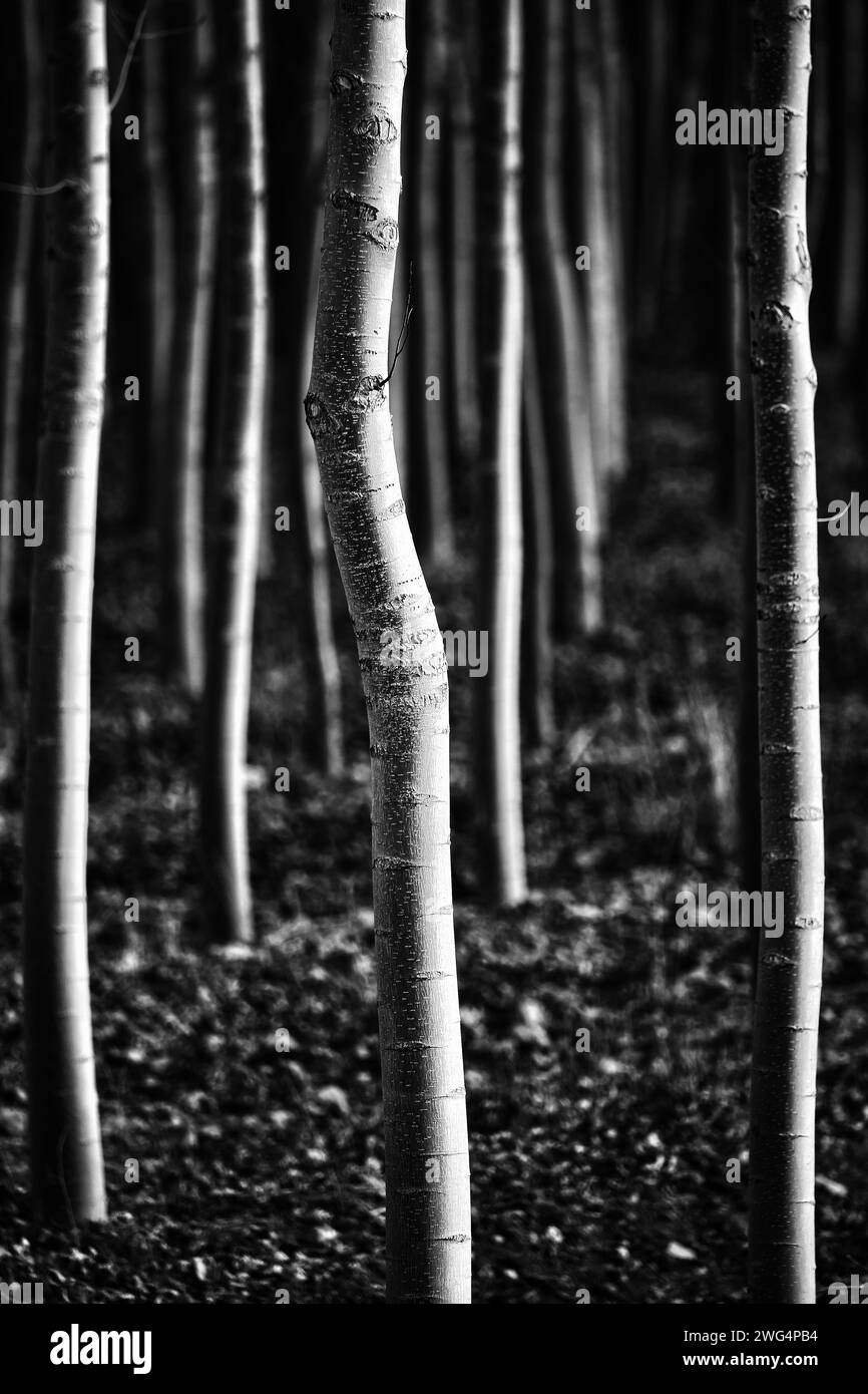 Forêt de peupliers en noir et blanc à El Jardín Banque D'Images