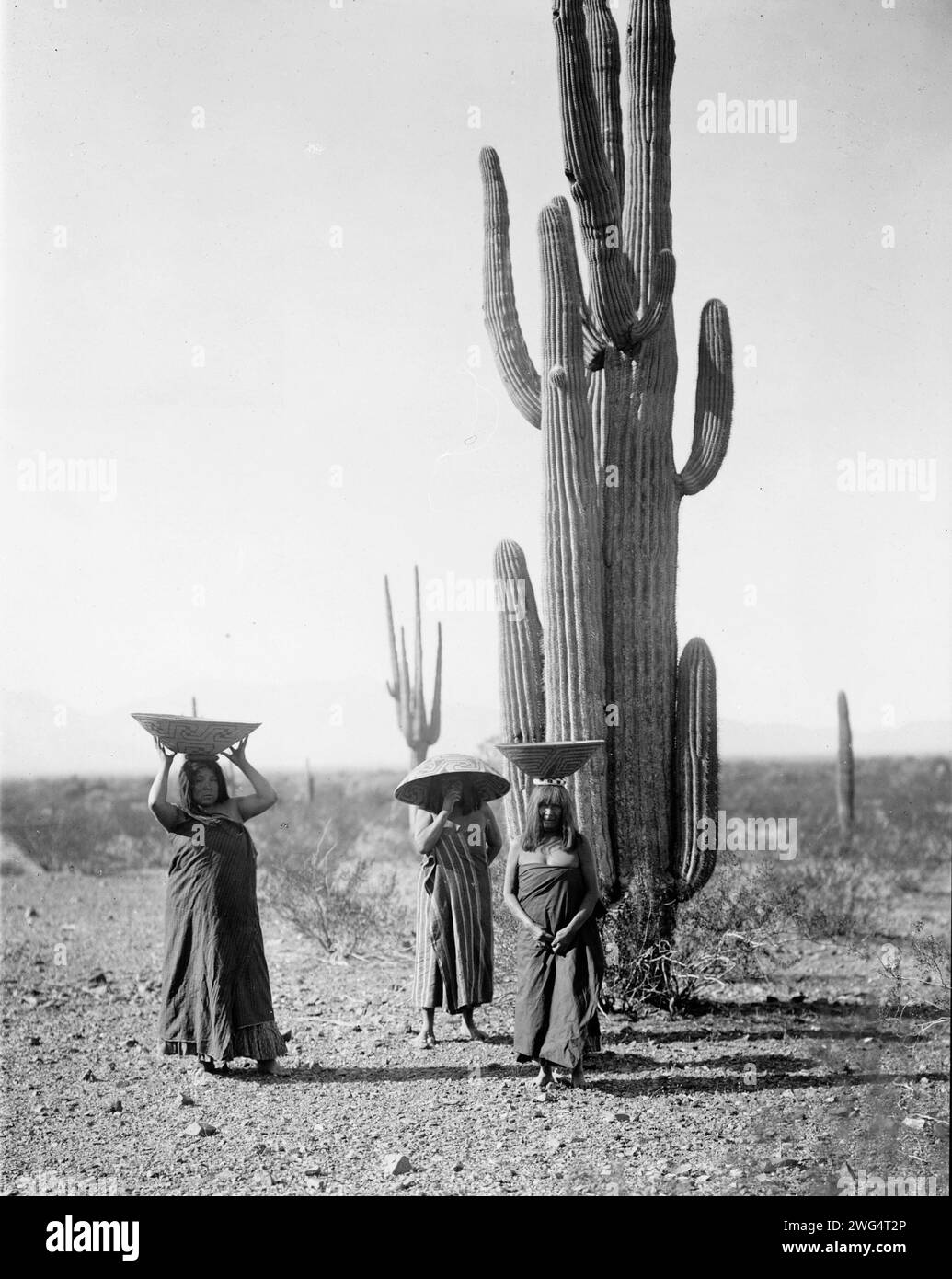 Femmes Maricopa récoltant des fruits de cactus Saguaro, 1907, c1907. Trois femmes Maricopa avec des paniers sur la tête, debout près des cactus Saguaro. Banque D'Images