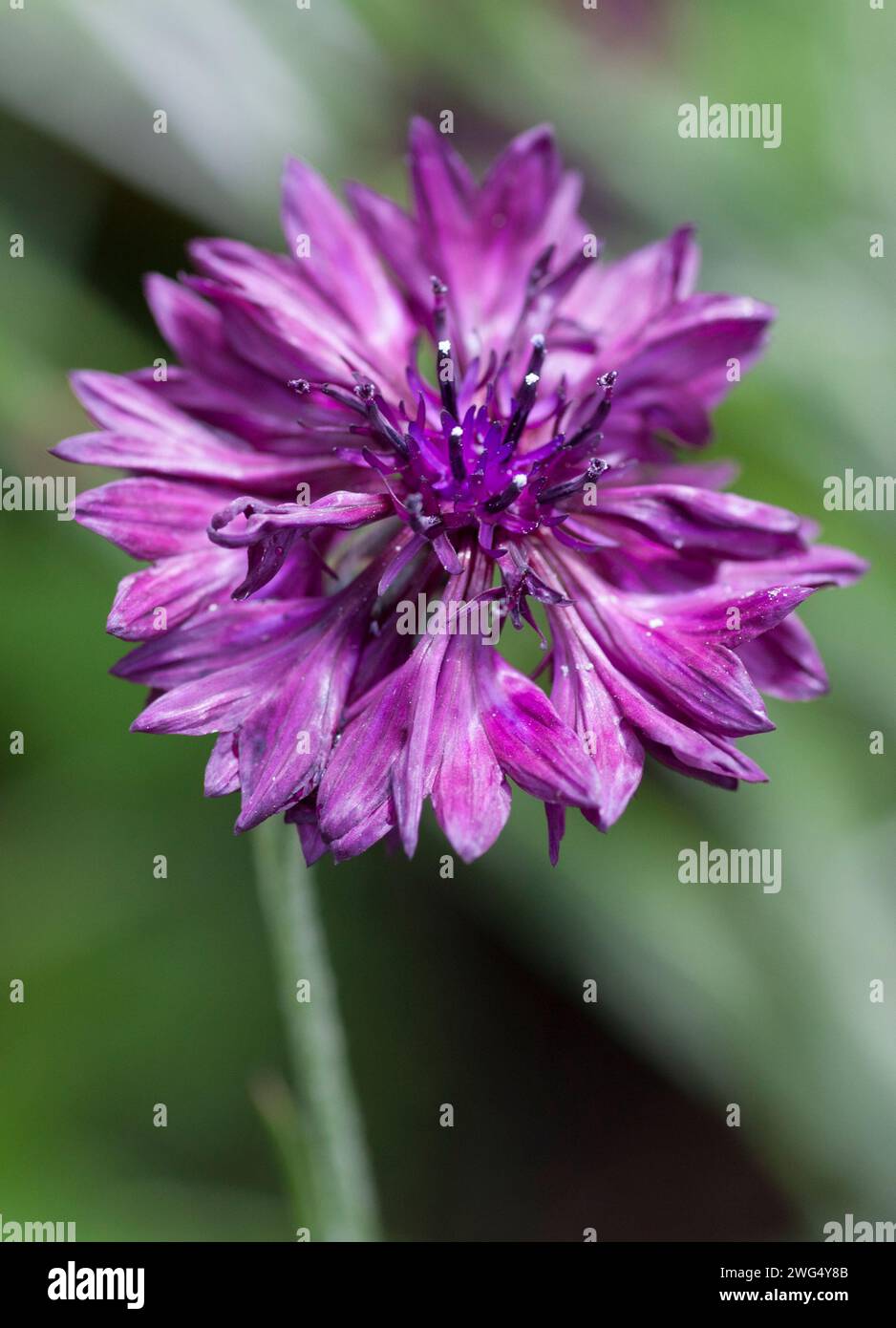 CENTAUREA CYANUS Cornfloweror bouton Bachelor Banque D'Images