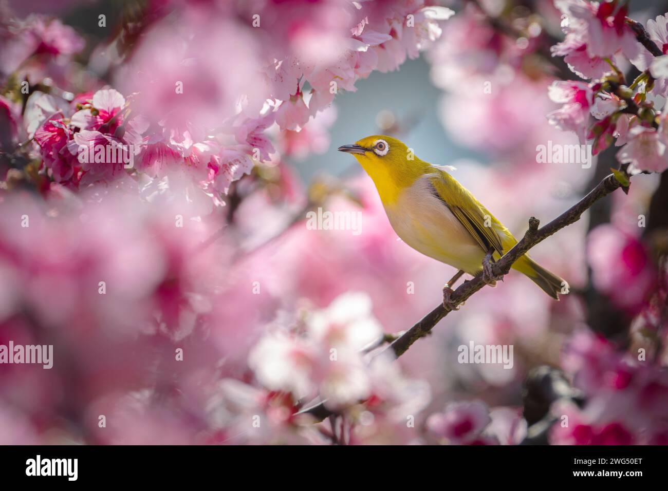 Oeil blanc japonais avec cerisiers en fleurs (nom japonais : Kawazu-zakura) à Shibuya, Tokyo, Japon Banque D'Images