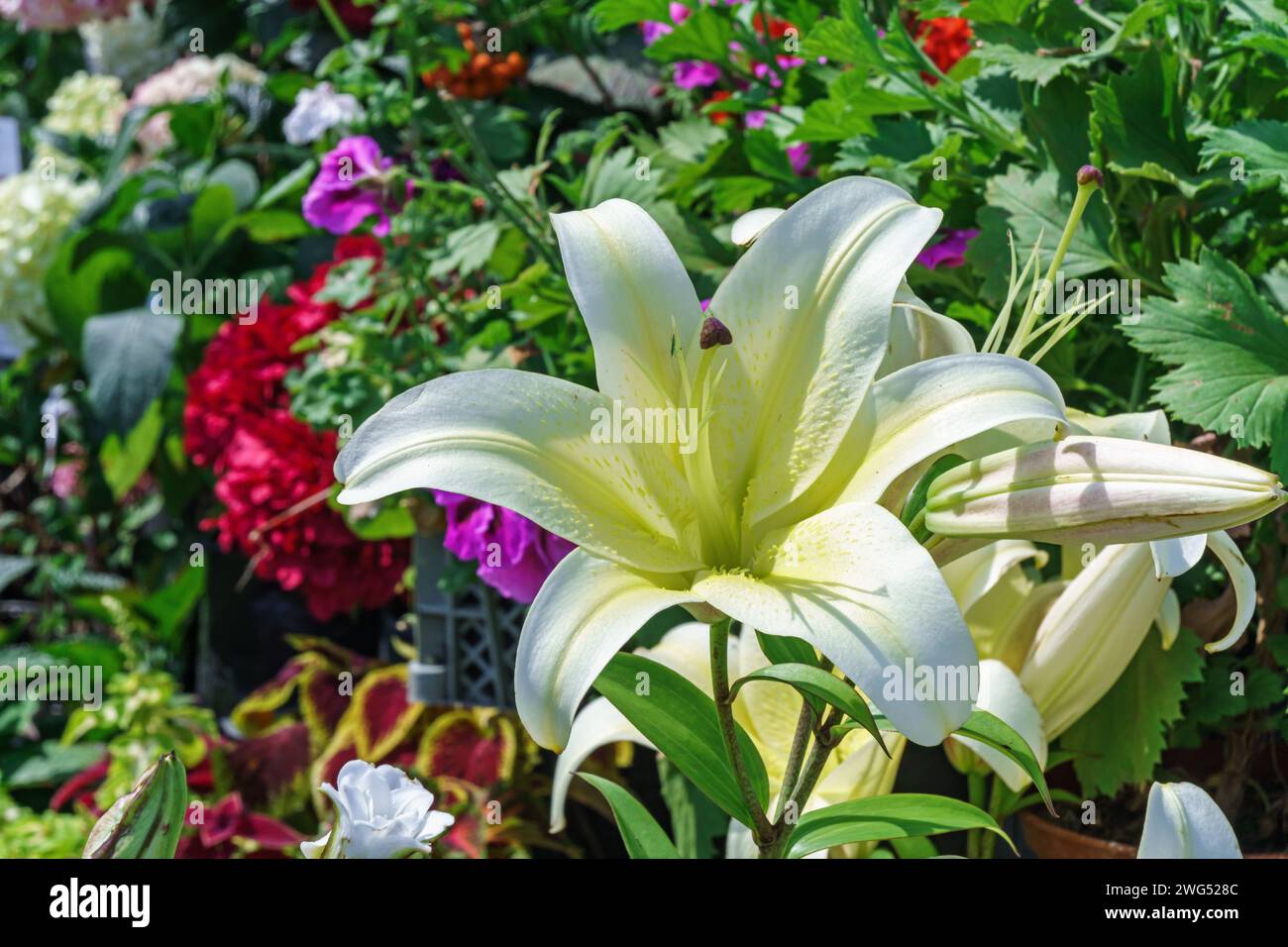 Lily de nuances de vanille légère sur un fond de fleurs Banque D'Images