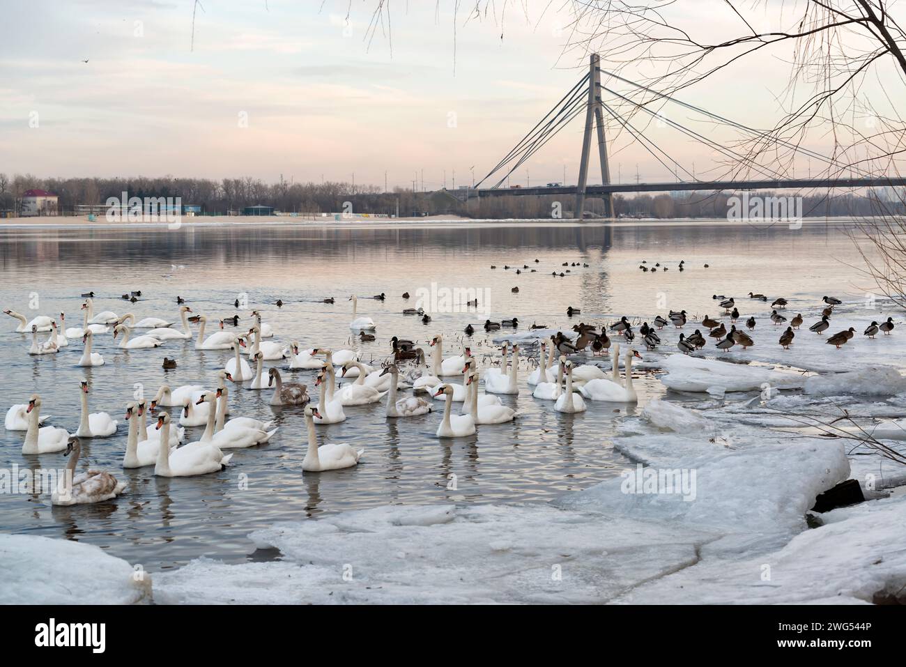 Troupeau de cygnes trompettistes blancs sur la rivière Dnipro à Kiev, Ukraine. Cygnes blancs flottant entre la glace et la neige en hiver Banque D'Images