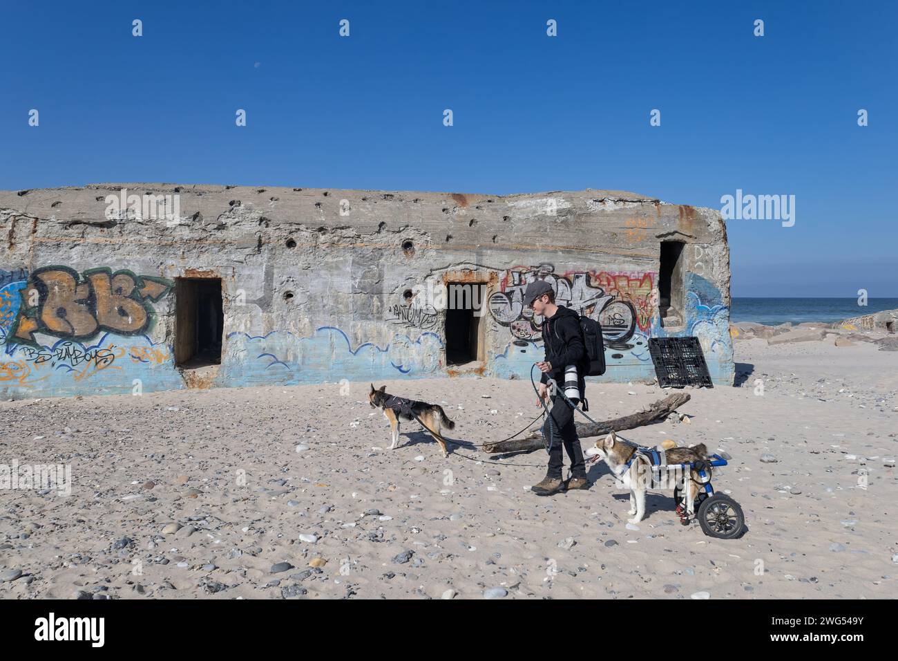 Promène les chiens Banque D'Images