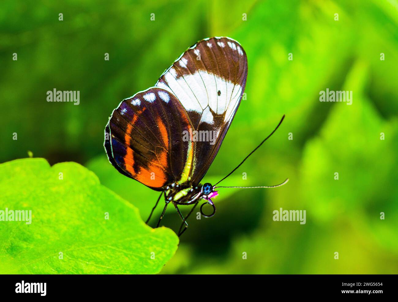 Heliconius hecale papillon sur une fleur Banque D'Images