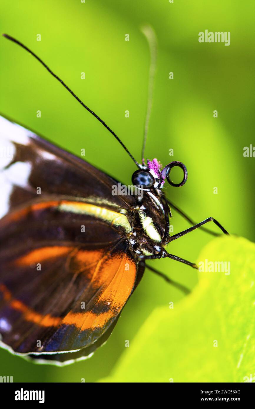 Heliconius hecale papillon sur une fleur Banque D'Images