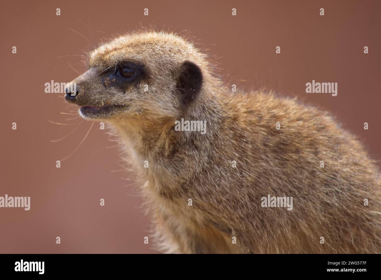 Vue rapprochée d'une suricate, alerte et sur garde et à la recherche de prédateurs. Banque D'Images