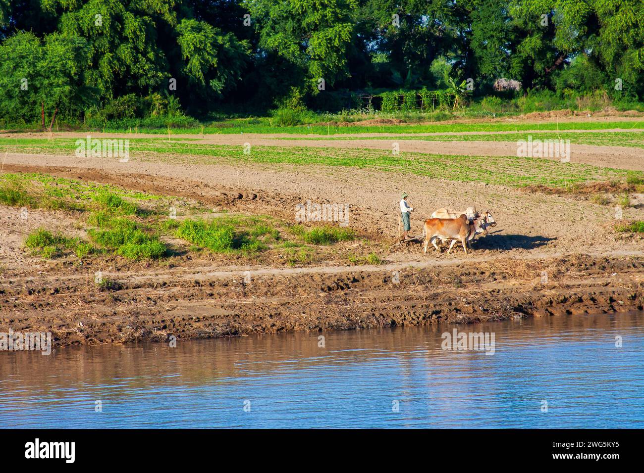 sur la rive d'une rivière deux buffles d'eau tirant une charrue avec un homme debout dessus Banque D'Images