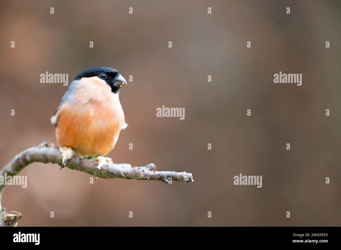 Bullfinch eurasien mâle adulte (Pyrrhula pyrrhula) perché sur une branche en hiver. Yorkshire, Royaume-Uni en février Banque D'Images