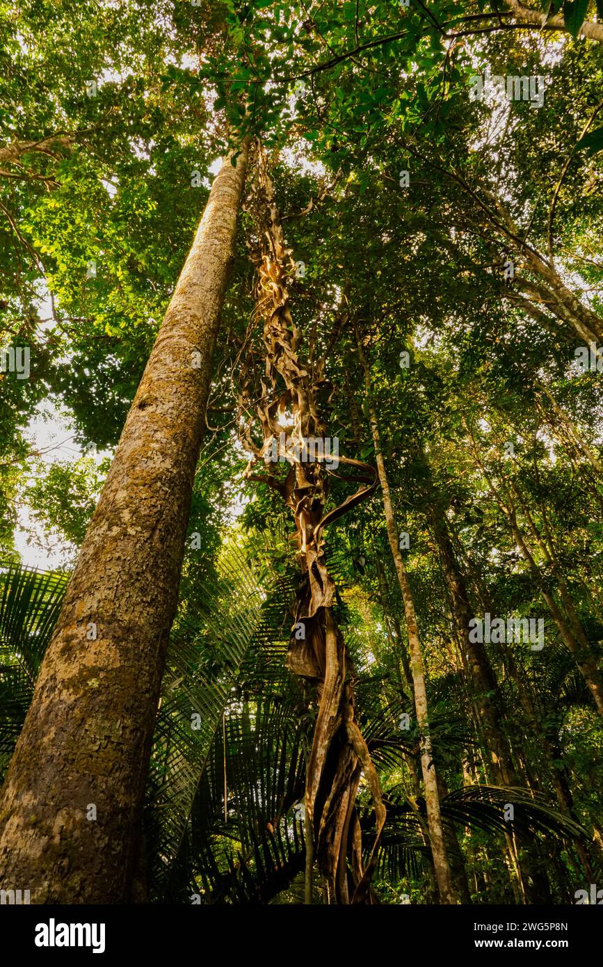 Liana dans la forêt amazonienne Banque D'Images