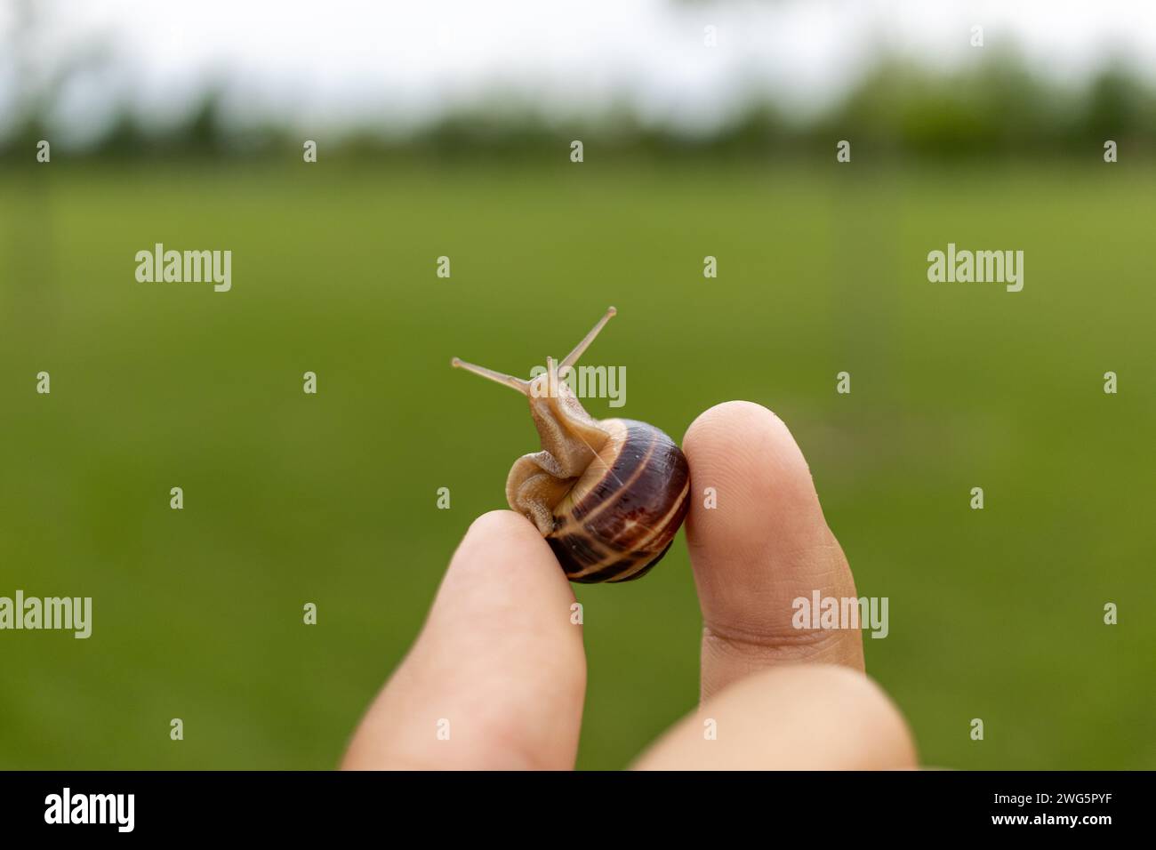 Gros plan d'une main humaine tenant un petit escargot - au milieu d'un champ vert et d'un ciel nuageux. Prise à Toronto, Canada. Banque D'Images