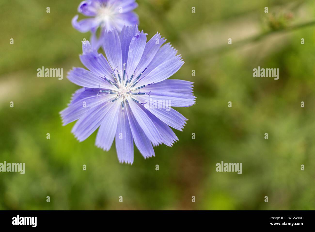 Fleur de chicorée violette vibrante sur fond vert doux - étamines blanches. Prise à Toronto, Canada. Banque D'Images