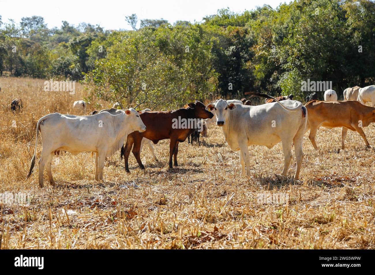 vaches et taureaux dans le troupeau sur le champ d'herbe sèche. Une vache regarde la caméra. troupeau de bovins Banque D'Images