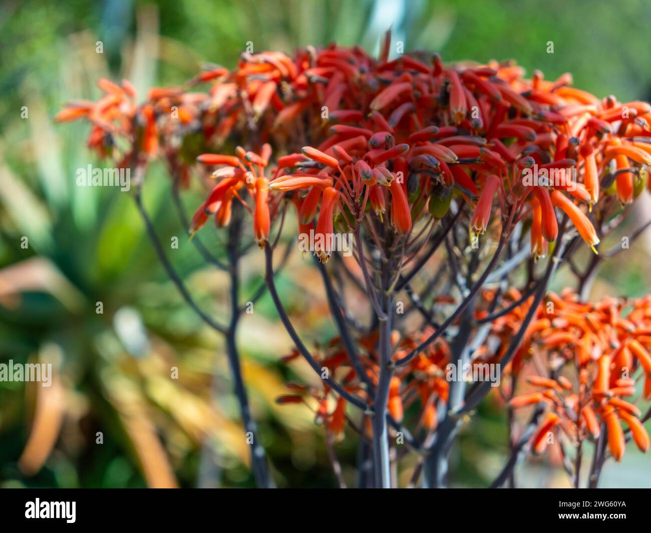 Aloès de corail, Aloe striata, Asphodelaceae. Floraison printanière.détail montrant la marge lisse des feuilles roses de cette espèce, clé de son identification. Banque D'Images