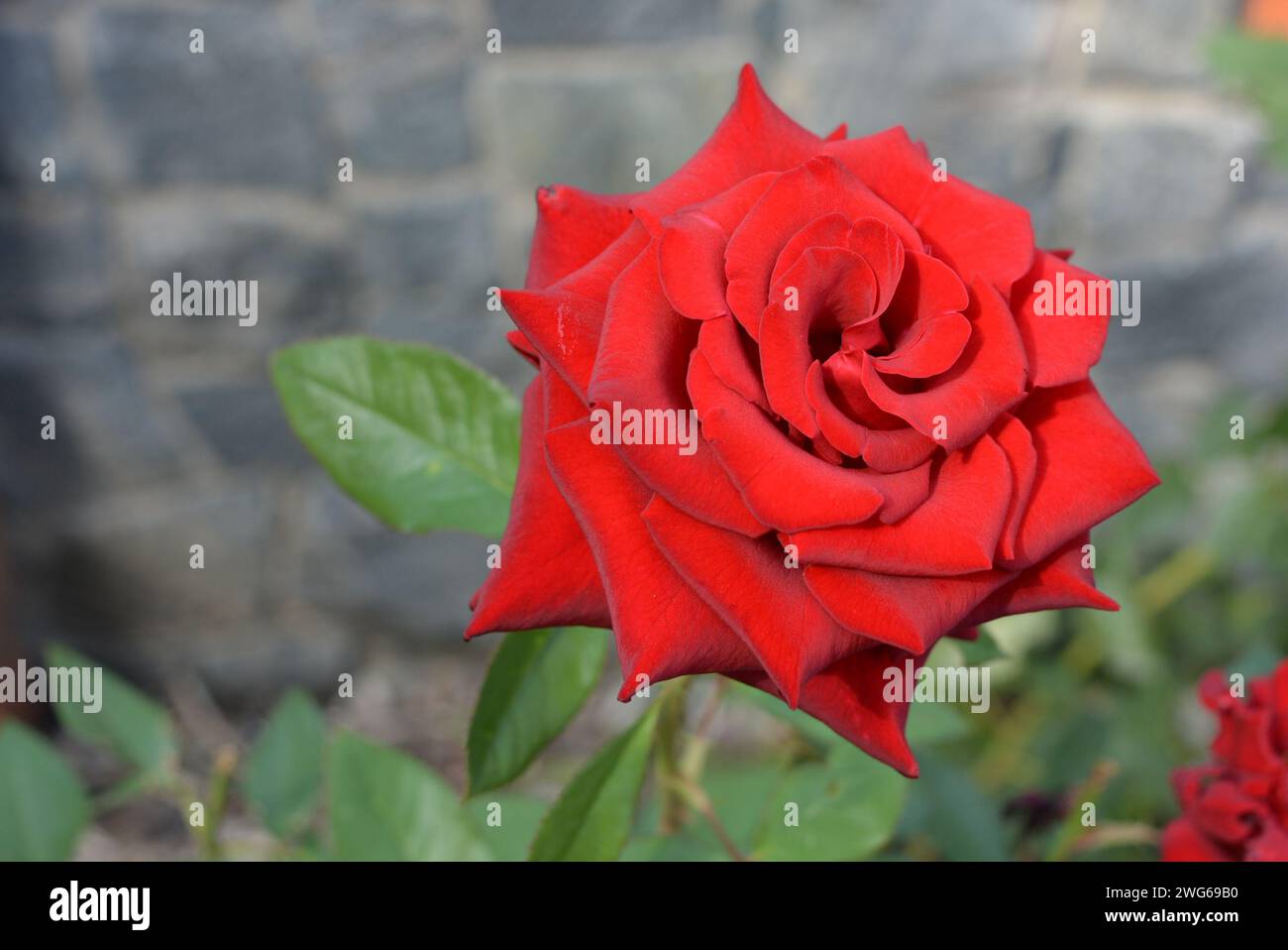 Rose rouge sang saturé brillant avec des feuilles pointues et une fleur de bourgeon de fleur de couleur incroyable. Banque D'Images