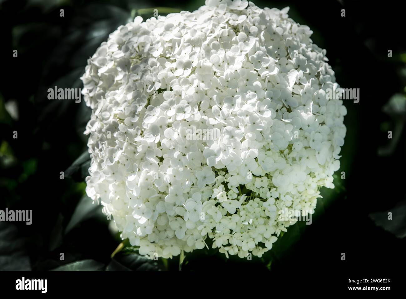 Grande fleur blanche sur fond sombre Banque D'Images