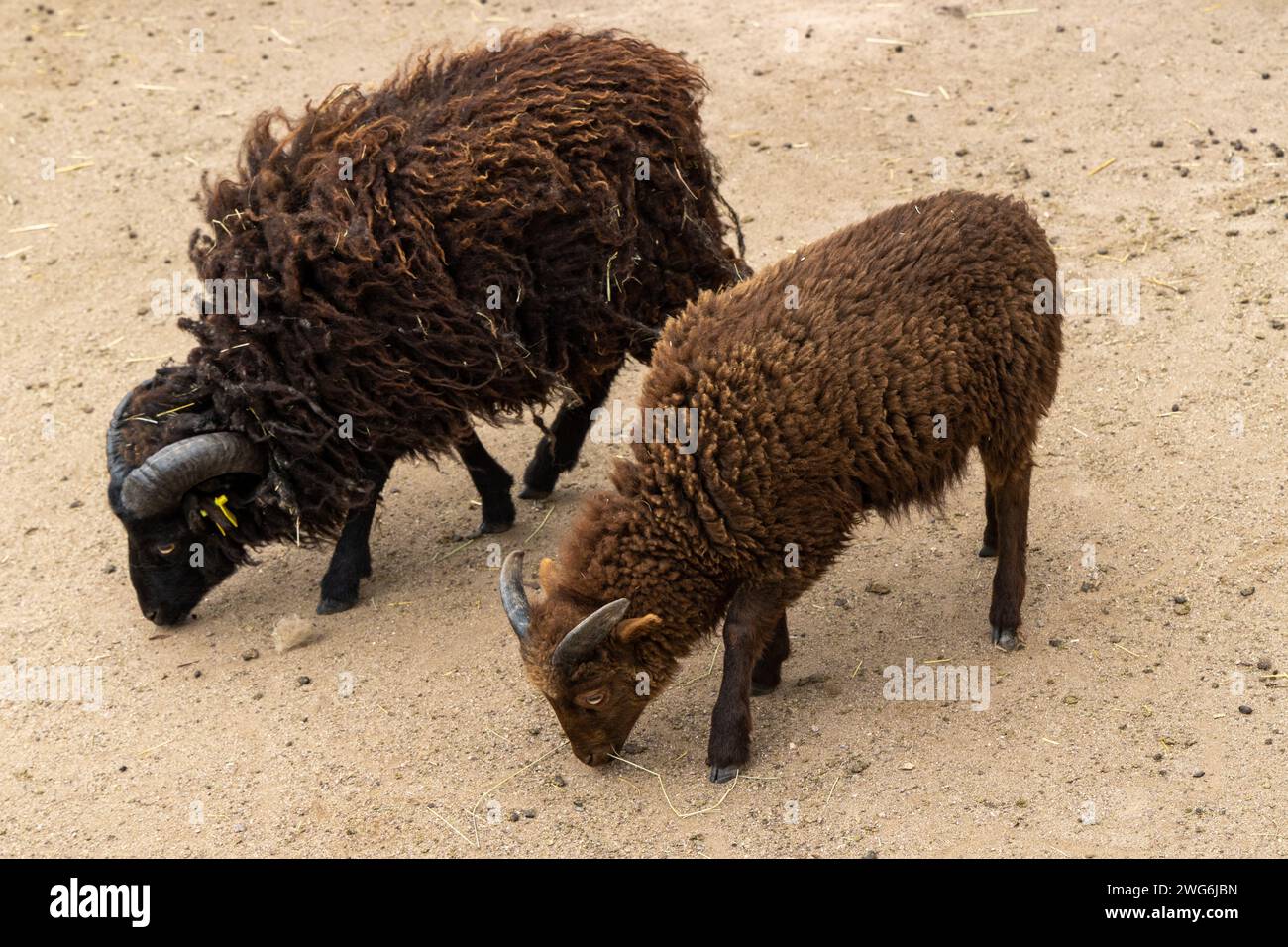 Les moutons Ouessant se nourrissent sur un sol sablonneux Banque D'Images