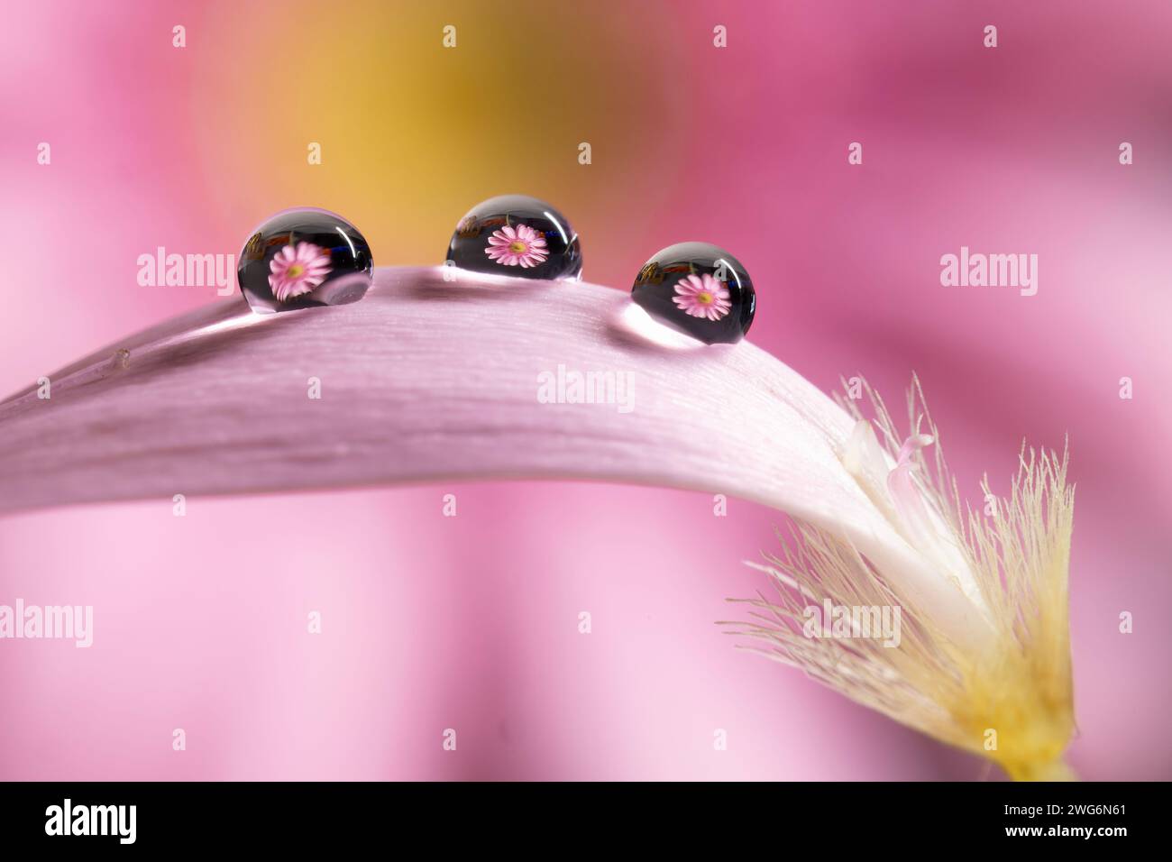 trois gouttes d'eau sur un pétale avec reflet d'une fleur Banque D'Images