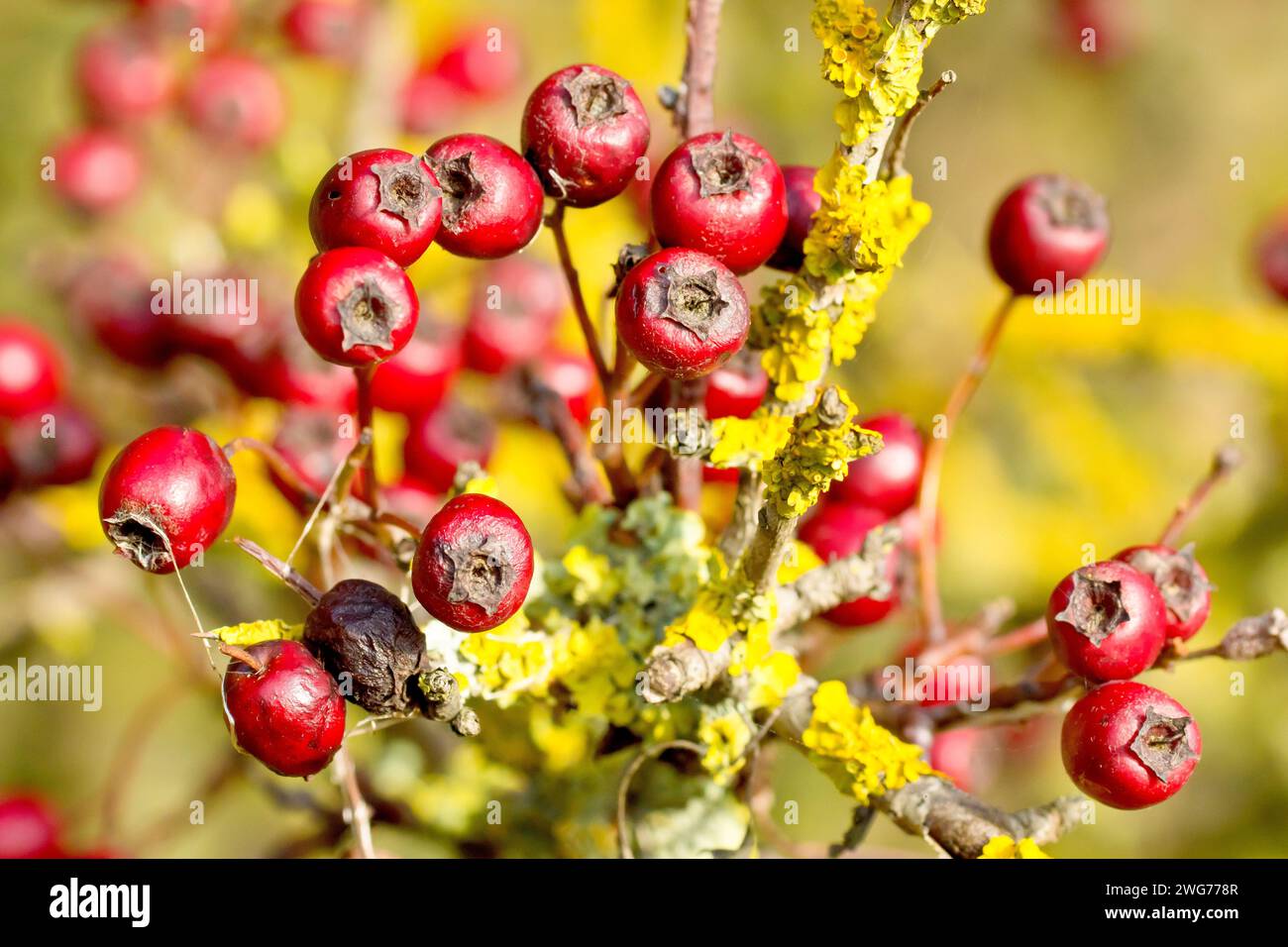 Aubépine, Whitethorn ou May Tree (crataegus monogyna), gros plan d'un groupe de baies rouges ou de tendres qui commencent à pourrir sur un petit arbuste à l'automne. Banque D'Images