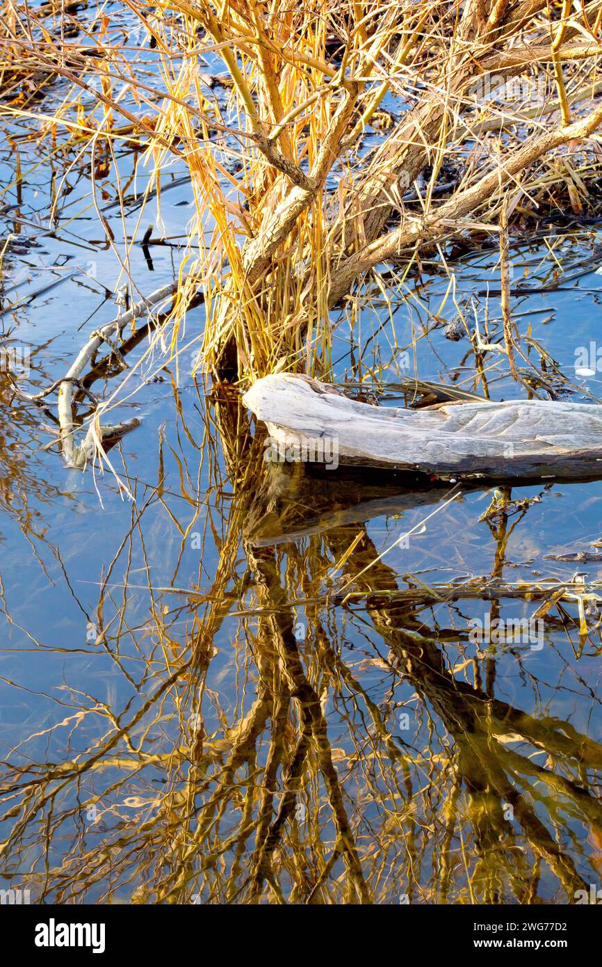 Gros plan d'un arbuste mort au bord d'un marais inondé, éclairé par la lumière chaude d'un soleil d'automne bas et reflété dans l'eau calme le long d'un ciel bleu. Banque D'Images