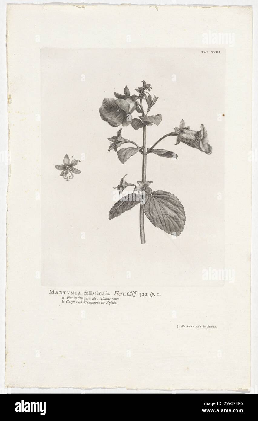 Gloxinia vivenal, Jan Wandelaar, 1738 impression en haut à droite marquée : Tab : XVIII Gravure de papier chaud / impression typographique plantes et herbes. fleurs Banque D'Images