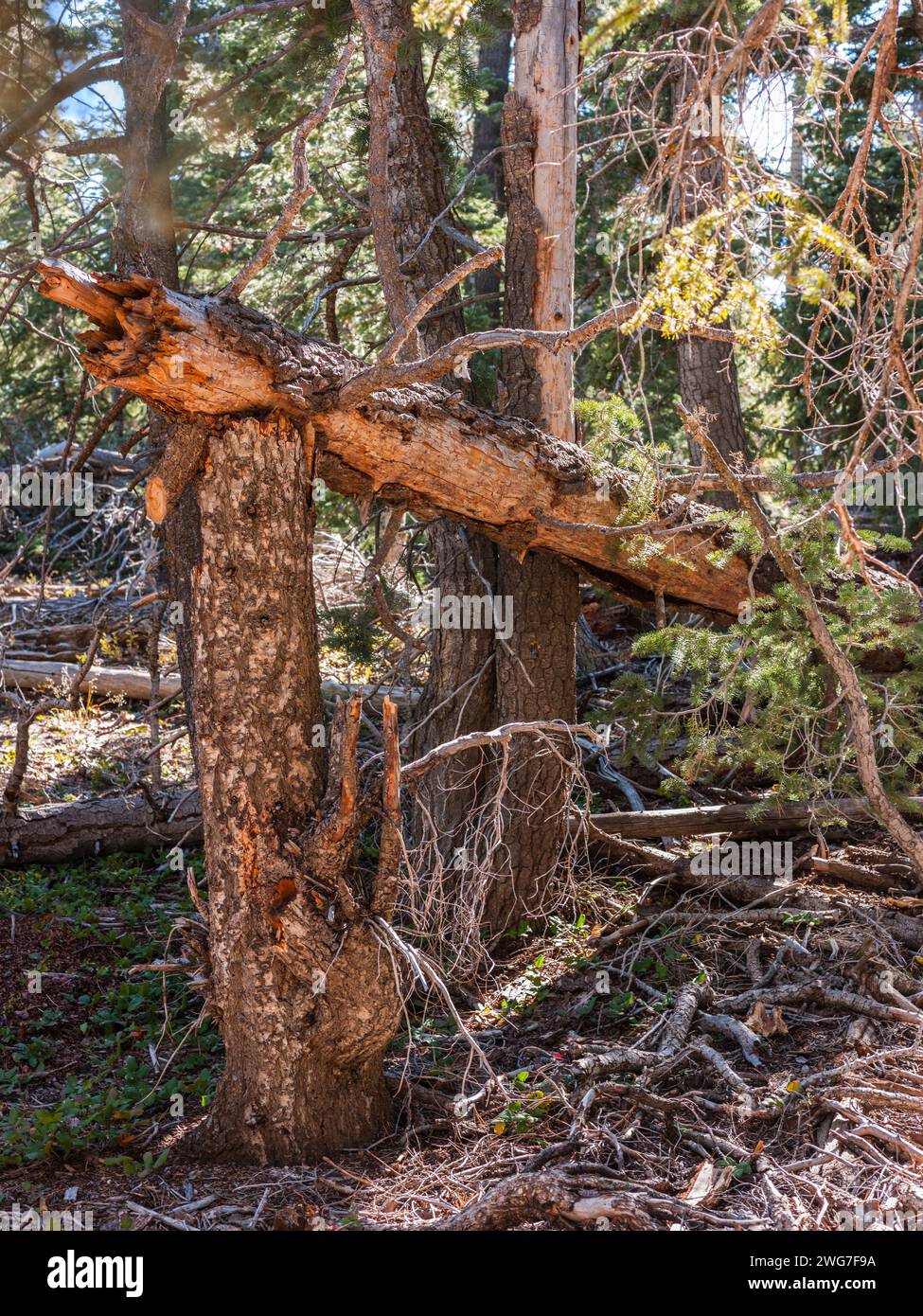 États-Unis, État de l'Utah. Comté de Kane. Parc national de Bryce Canyon. Rainbow point. Le long de la boucle Bristlecone. Le Bristlecone Loop est accessible depuis Rainbo Banque D'Images États-Unis, État de l'Utah. Comté de Kane. Parc national de Bryce Canyon. Rainbow point. Le long de la boucle Bristlecone. Le Bristlecone Loop est accessible depuis Rainbo Banque D'Images
