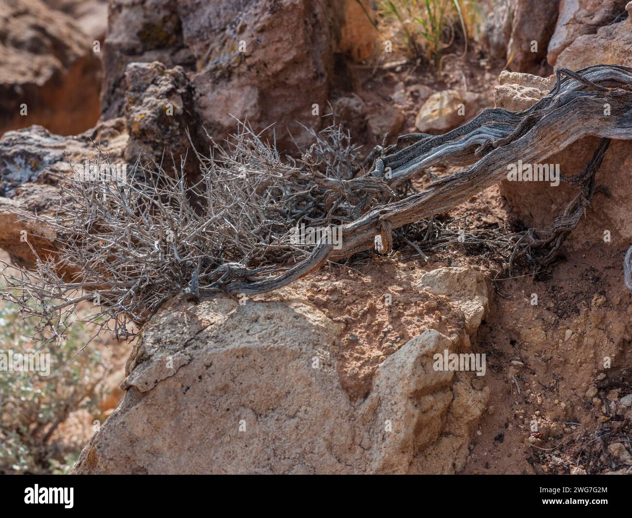 États-Unis, État de l'Utah. Grand County. Mill Canyon Dinosaur Trail, près de Moab. C'est un musée en plein air maintenu par le Bureau of Land Management, et est Banque D'Images