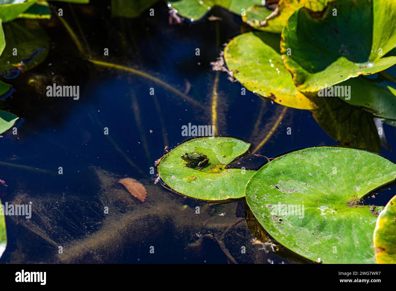 La petite grenouille verte sur le lotus part dans l'étang Banque D'Images