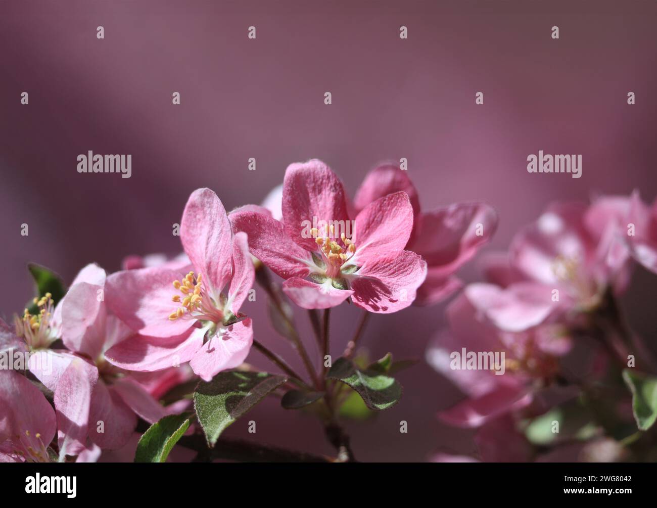 Gros plan de fleurs de pomme de crabe rose sur un fond doux de teintes roses et lavande. Banque D'Images