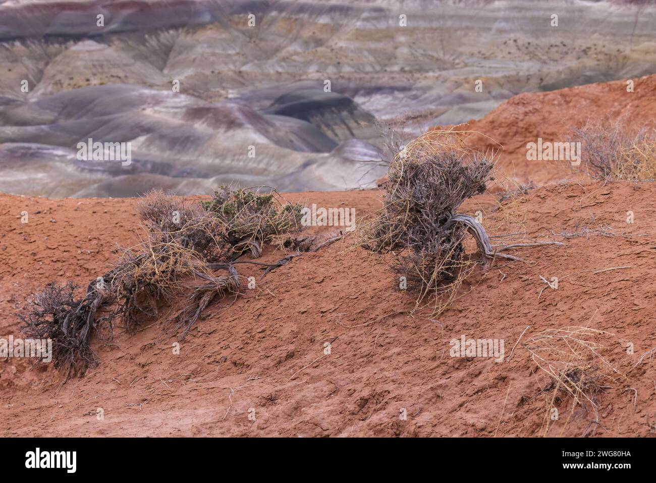 Brosse à sauge avec le système racinaire exposé accroché à la terre sèche au Little Painted Desert County Park près de Winslow, Arizona Banque D'Images