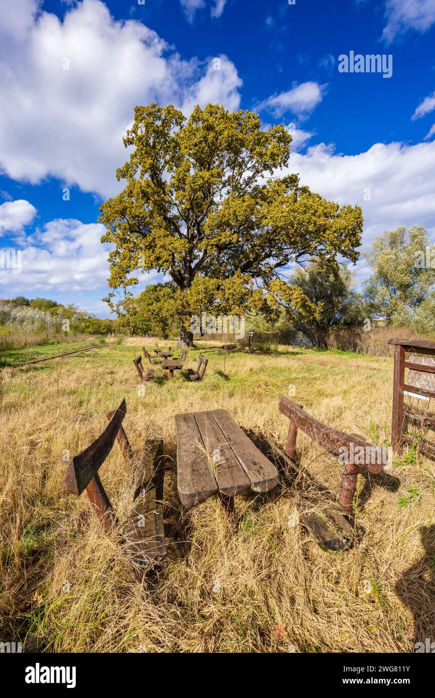 Gemenc, forêt unique entre Szekszard et Baja, Parc National de Dunaj-Drava, Hongrie Banque D'Images