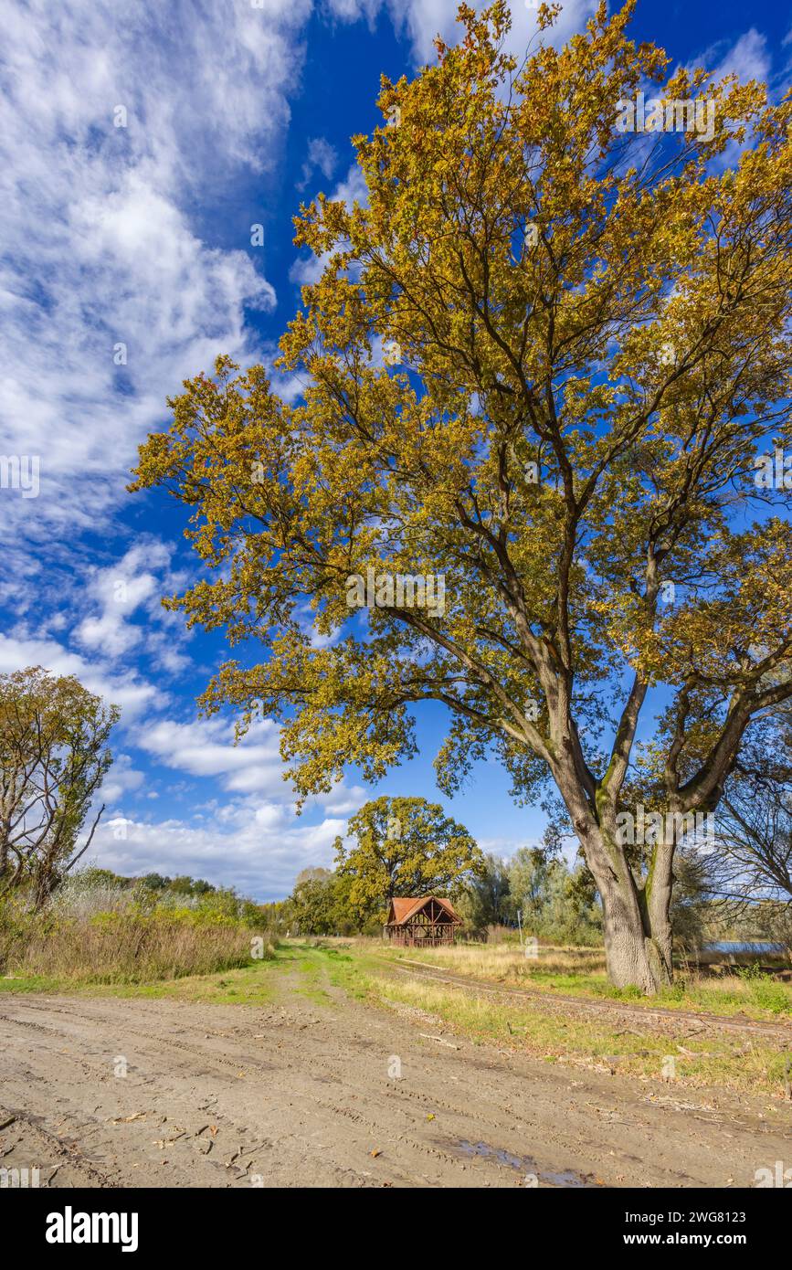 Gemenc, forêt unique entre Szekszard et Baja, Parc National de Dunaj-Drava, Hongrie Banque D'Images