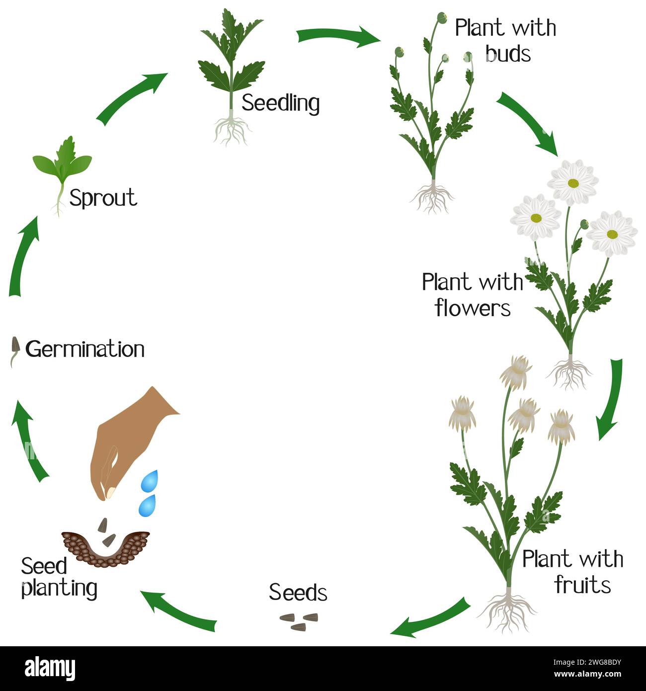 Un cycle de croissance d'un chrysanthème de camomille fleurit sur fond blanc. Illustration de Vecteur