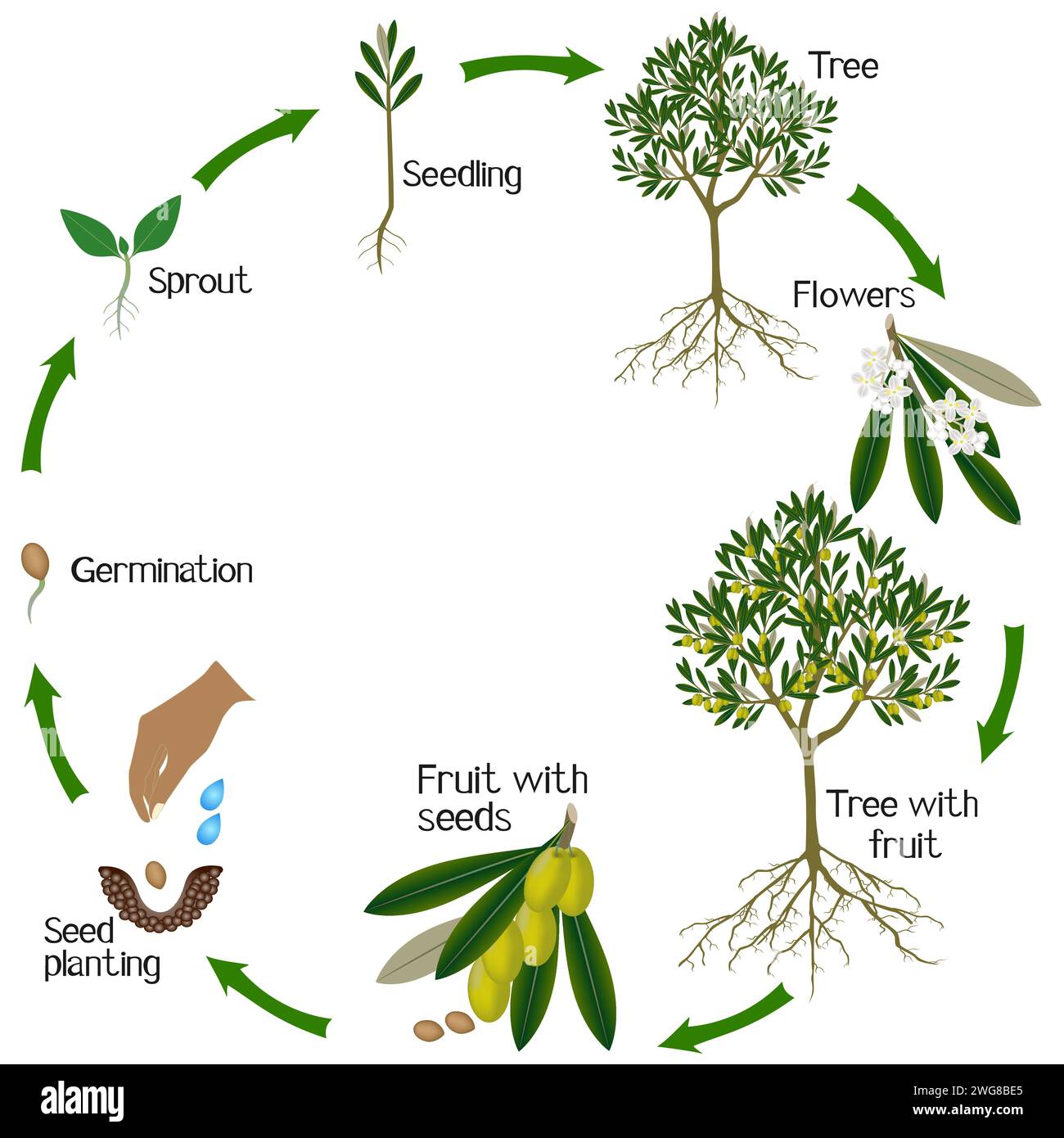 Un cycle de croissance d'un olivier sur un fond blanc. Illustration de Vecteur